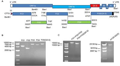 Characterization of the Protective Efficacy Against QX Strain of a Recombinant Infectious Bronchitis Virus With H120 Backbone and QX Spike Gene